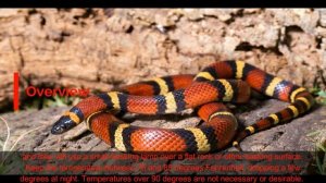 MEXICAN MILK SNAKE #Lampropeltis triangulum annulata