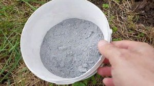 Чёрный абрикос(Чёрный принц)