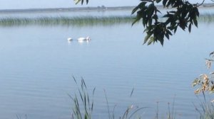 Озеро Дубровное Мишкинский рн Курганской обл