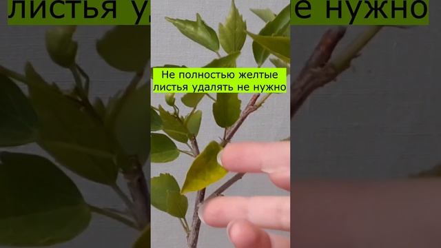 ЖЕЛТЕЮТ ЛИСТЬЯ цветов. Что делать?