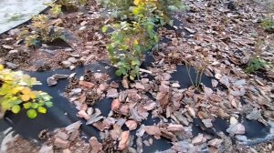 Сосновая кора на клубе с розами ландшафтный дизайн