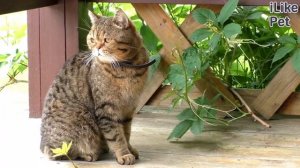 Как подготовить кошку к поездке на дачу?