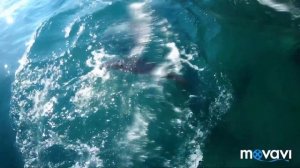 Израиль, Эйлат. Дельфиний риф.