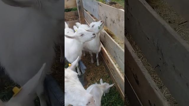 моё хозяйство мои козявки