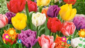 Тюльпан махровый. Краткий обзор, описание характеристик, где купить луковицы Яркая смесь