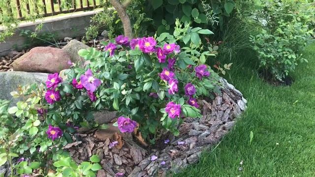 Rose Rhapsody in blue!! Цветёт роза Рапсоди ин блю смотреть онлайн