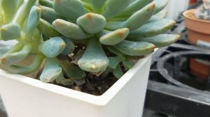 Succulent Plant / Echeveria 'Blue Elf' 多肉植物 藍精靈