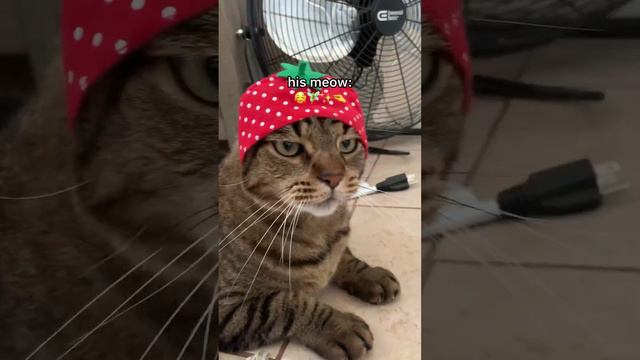 КОТЫ ТАКИЕ КОТЫ
