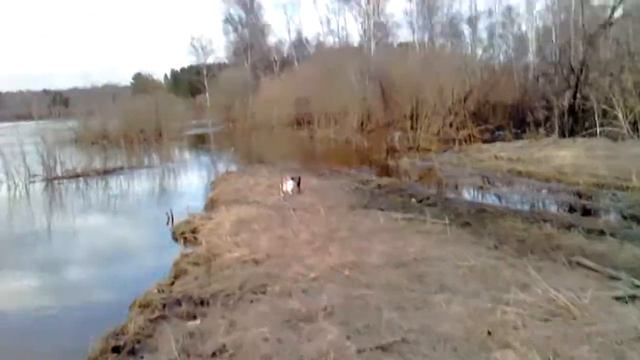 Иня после ледохода VID_20150425_181649.3gp смотреть онлайн