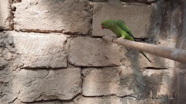 Ожереловый попугай Крамера смотреть онлайн