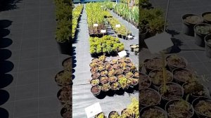 Рассада Саженцы Питомник Биосфера зимняя горка лаишевский татарстан