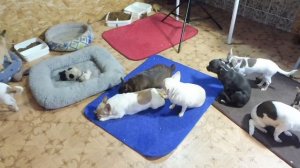 Чем ЛУЧШЕ кормить ЧИХУА ? НАТУРАЛКА или СУХОЙ корм ? #кормление_щенка СЫРОЕ мясо , ОВОЩИ  , творог