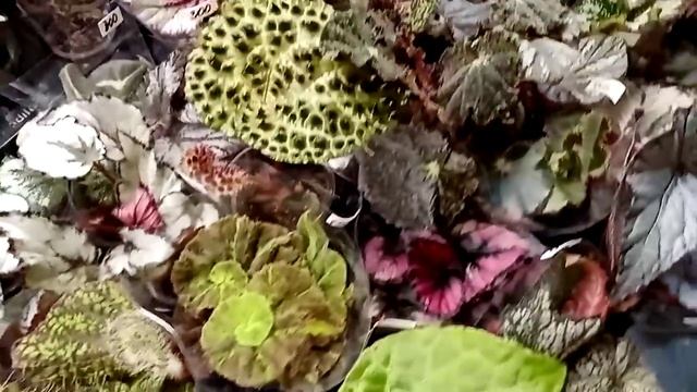 Выставка цветов./Марантовые, геснериевые, ароидные и многое другое.
