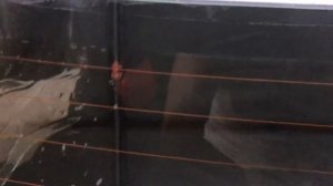 Очистка заднего стекла перед поклейкой