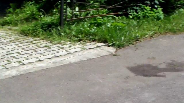 Воспитание щенка. Первые шаги