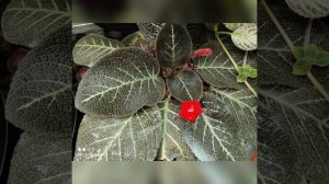 #episcia|episcia plants|