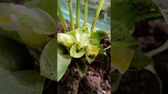 FLOWERS FROM MY GARDEN GINGER FLOWERS#shortvideo BODABODS VLOG