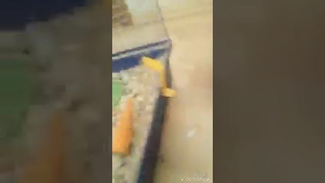 Тайная жизнь домашних животных три хомяка свадьба смотреть онлайн