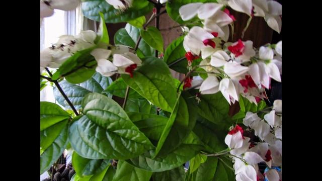 Невеста цветок смотреть онлайн