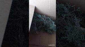 Кипарис Аризонский. Распаковка из Авито: ожидание/реальность! Я в шоке)