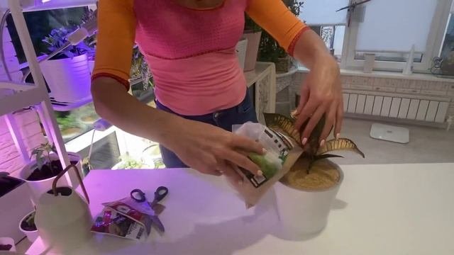 ПРОВЕРЕННЫЙ СПОСОБ БОРЬБЫ С МОШКАМИ В ДОМАШНИХ УСЛОВИЯХ.