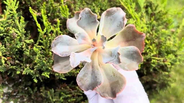 Echeveria 'Osmanthus смотреть онлайн