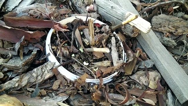 Размножение голубики отводком, промежуточный результат.