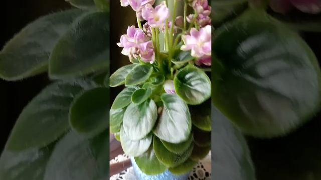 Фиалки мини обзор сортов?✨