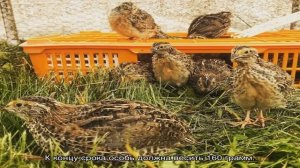Чем кормить перепелов в домашних условиях на разных этапах выращивания?