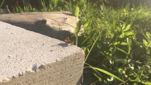 Как стрекочет кузнечик