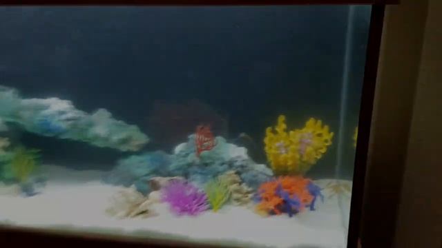 Аквариум "псевдоморе" - запуск и оформление своими руками
