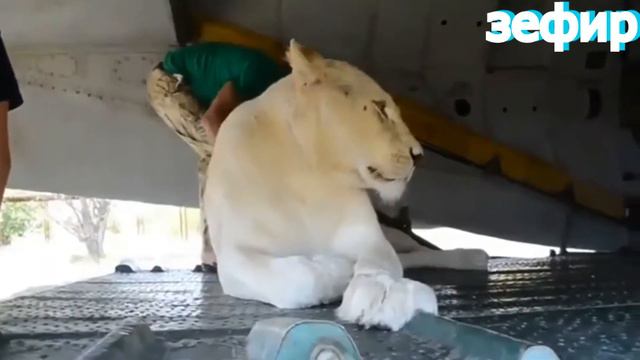 Тест на психику кто засмеётся тот псих #32 смотреть онлайн