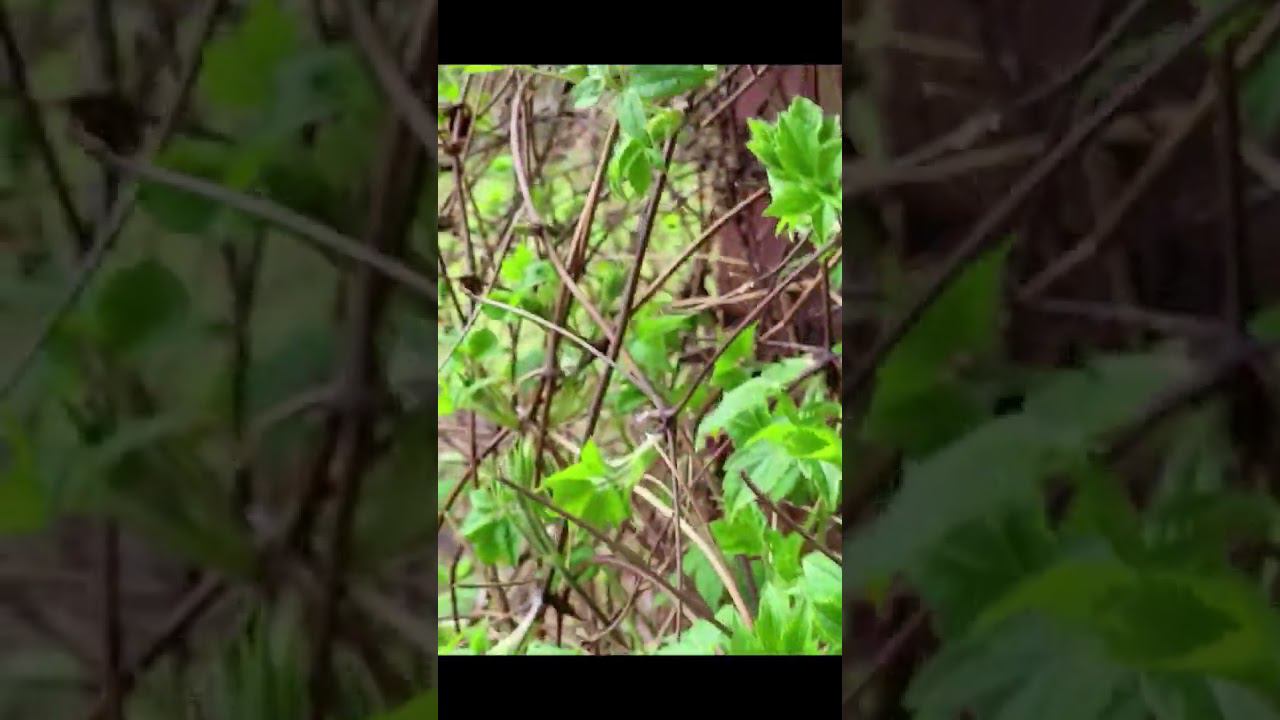 Сад после заморозка. Саженцы. Спрашивайте каталог на вацап 89193271772 смотреть онлайн