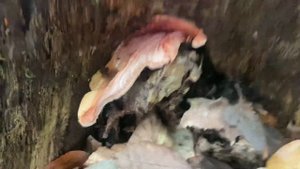 Съедобный гриб печёночница тёщин язык или гриб мясо печень 
Как растёт ☝️