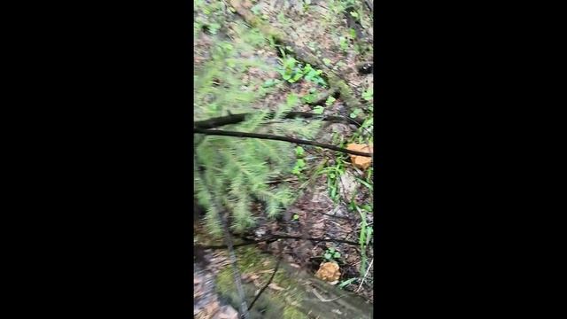 Грибы сморчки 2023. Первые весенние грибы в лесу смотреть онлайн