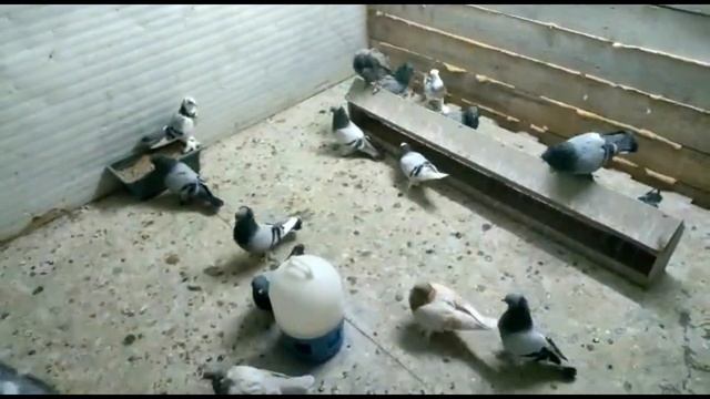 Ленинаканские голуби! Абгара г.Иваново смотреть онлайн