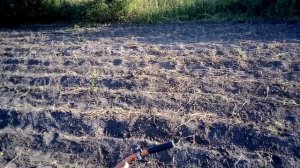 Послеуборочная культивация огорода мотоблоком.