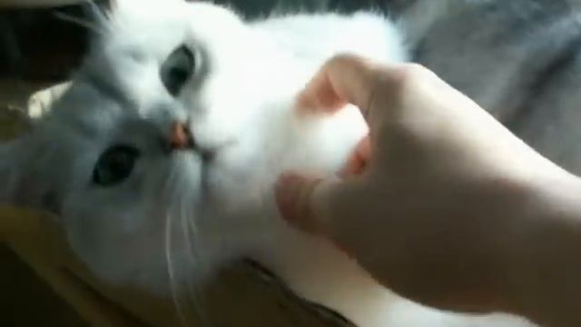 Silver British shorthair Chinchilla cat Charlie and Jerry смотреть онлайн