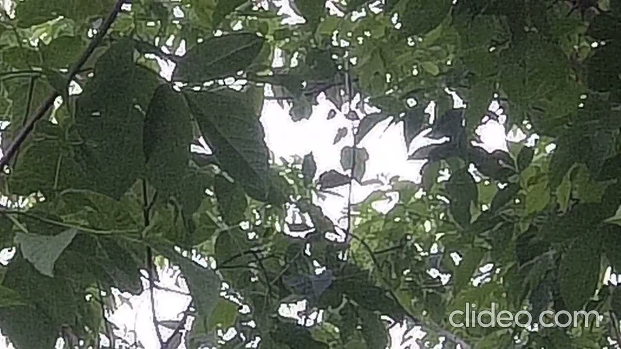 Кто же так громко пищит? смотреть онлайн