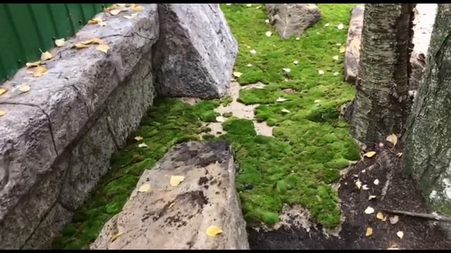 Зелёный ковёр Своими Руками. Озеленение в живописном стиле. Мох в Ландшафтном Дизайне. смотреть онлайн