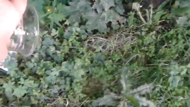 Поливаем цветы квасом:D смотреть онлайн