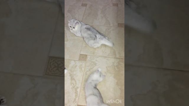 Детские забавы. Котики. Шотландские шиншиллы. смотреть онлайн
