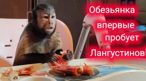 Домашняя обезьянка впервые пробует лангустинов!