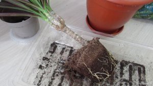 Пересадка драцены через месяц после покупки в домашних условиях #драцена#dracaena#комнатныерастения