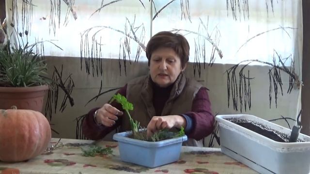 ЗЕЛЕНЬ с осенней грядки на ПОДОКОННИК смотреть онлайн