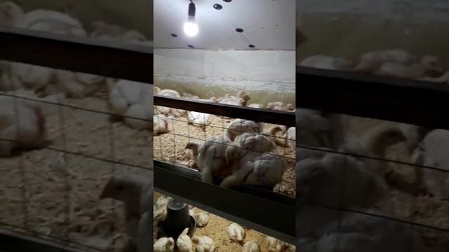 Сарай для бройлеров смотреть онлайн