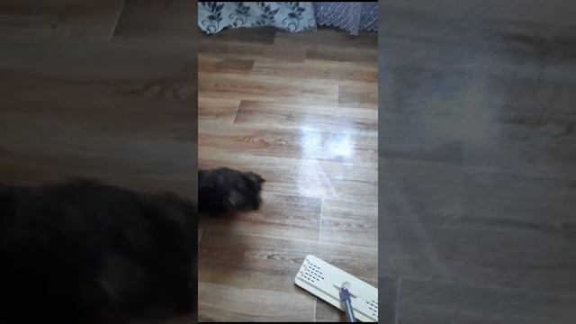 Щенок йоркширского терьера 2 месяца играется с шваброй. смотреть онлайн