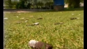 Порода собак Английский спрингер спаниель