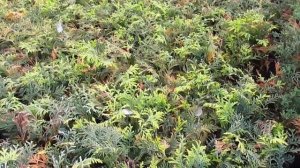 САЖЕНЦЫ ТУЙ ИЗ ЧЕРЕНКОВ. Высадка на доращивание