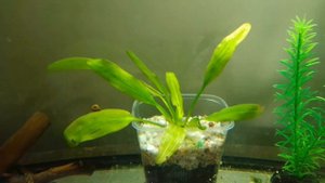 Эффективный способ посадки эхинодоруса. Что получилось через месяц? (echinodorus)